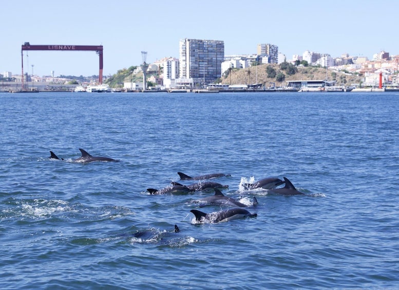 Picture 34 for Activity Lisbon: Dolphin Watching Boat Tour
