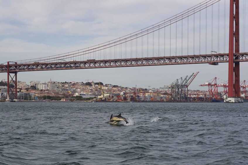 Picture 20 for Activity Lisbon: Dolphin Watching Boat Tour