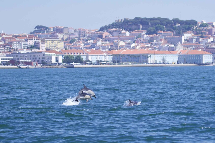 Picture 26 for Activity Lisbon: Dolphin Watching Boat Tour