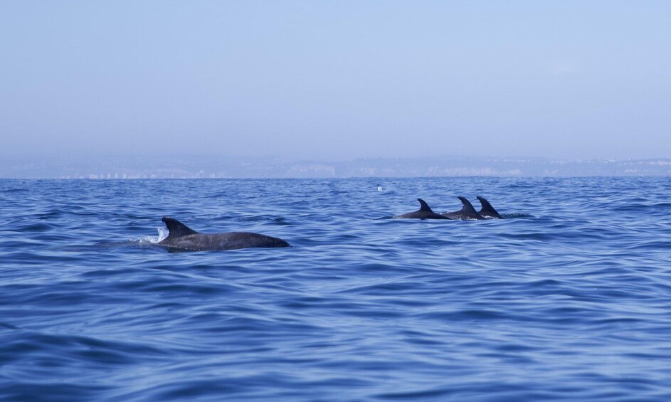 Picture 11 for Activity Lisbon: Dolphin Watching Boat Tour