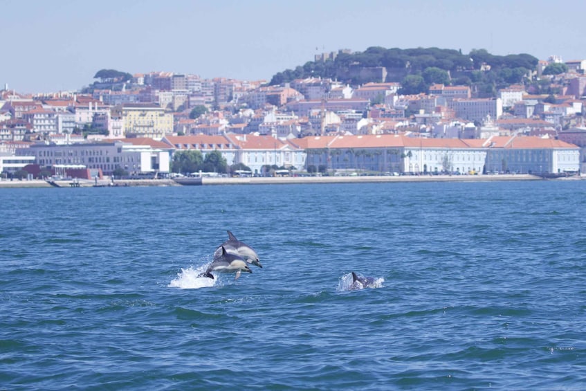 Picture 24 for Activity Lisbon: Dolphin Watching Boat Tour