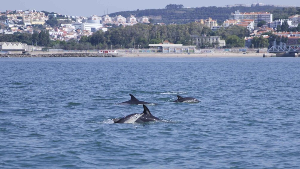 Picture 14 for Activity Lisbon: Dolphin Watching Boat Tour