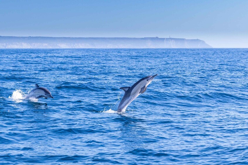 Picture 16 for Activity Lisbon: Dolphin Watching Boat Tour