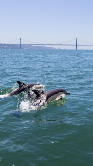 Lisbon: Dolphin Watching Boat Tour