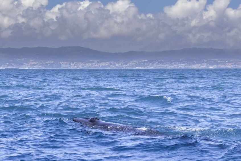 Picture 15 for Activity Lisbon: Dolphin Watching Boat Tour