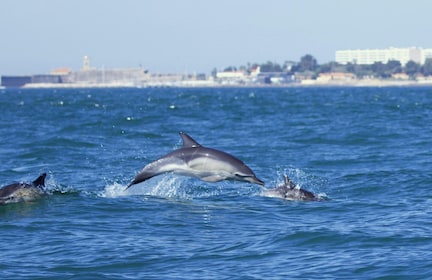Lisbona: Tour in barca per l'osservazione dei delfini