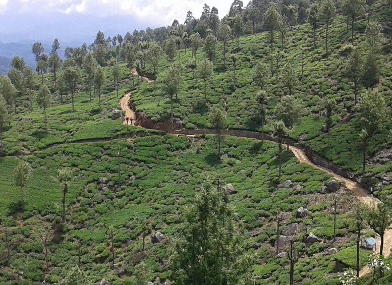 Picture 1 for Activity Ella: Trekking Through Sri Lankan Tea Plantation & Picnic