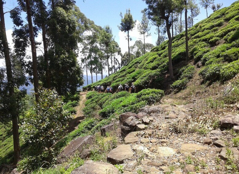 Picture 14 for Activity Ella: Trekking Through Sri Lankan Tea Plantation & Picnic