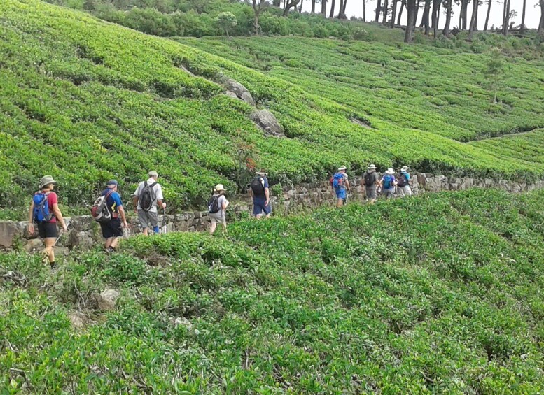 Picture 8 for Activity Ella: Trekking Through Sri Lankan Tea Plantation & Picnic