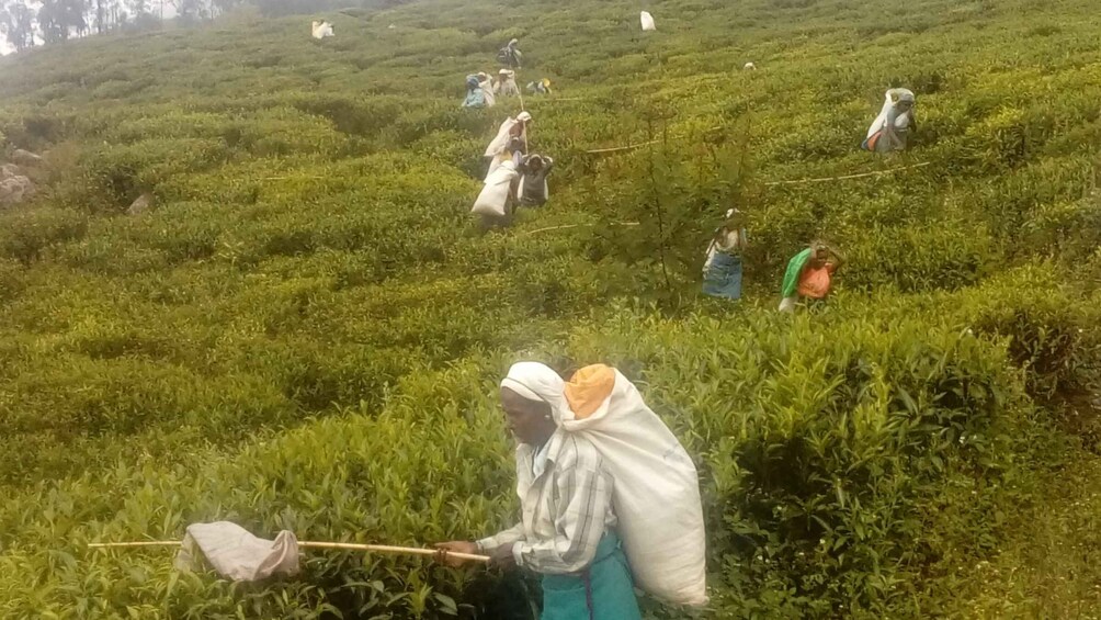 Picture 16 for Activity Ella: Trekking Through Sri Lankan Tea Plantation & Picnic