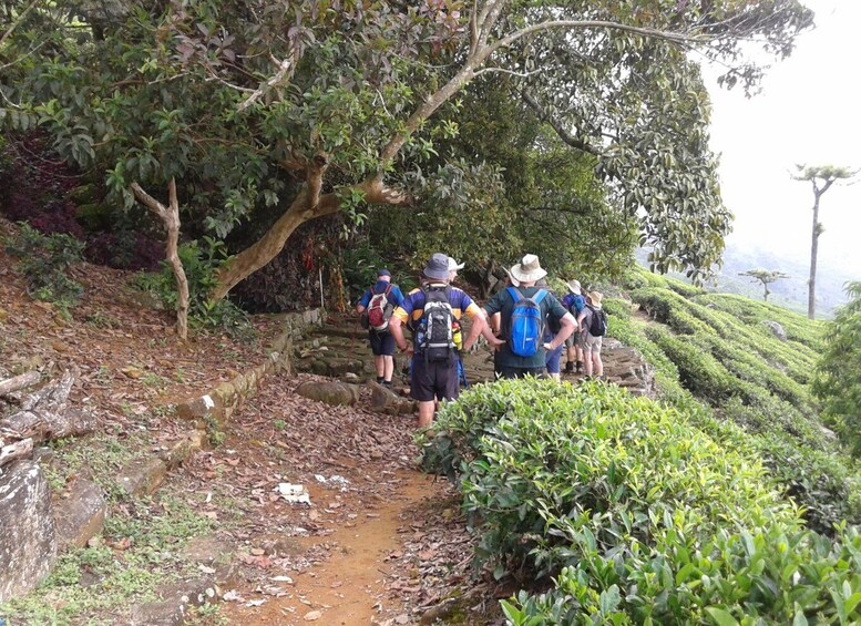 Picture 12 for Activity Bandarawela: Tea Plantation Visit with Picnic Lunch