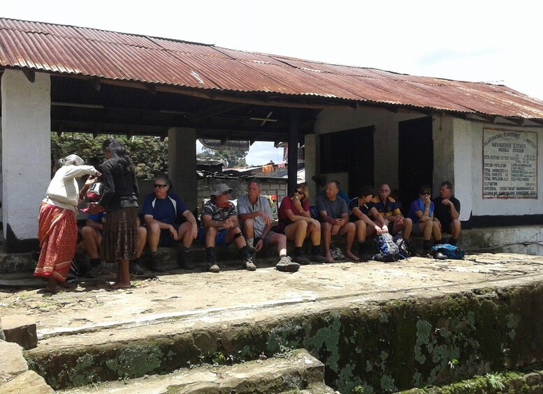 Picture 4 for Activity Ella: Trekking Through Sri Lankan Tea Plantation & Picnic