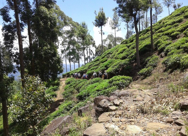 Picture 14 for Activity Ella: Trekking Through Sri Lankan Tea Plantation & Picnic