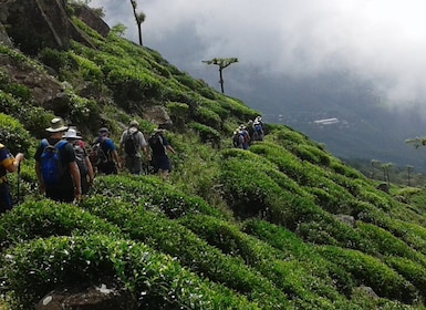 Ella: Trekking Through Sri Lankan Tea Plantation & Picnic