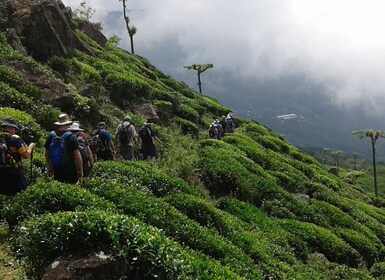 Ella: Trekking durch srilankische Teeplantagen und Picknick