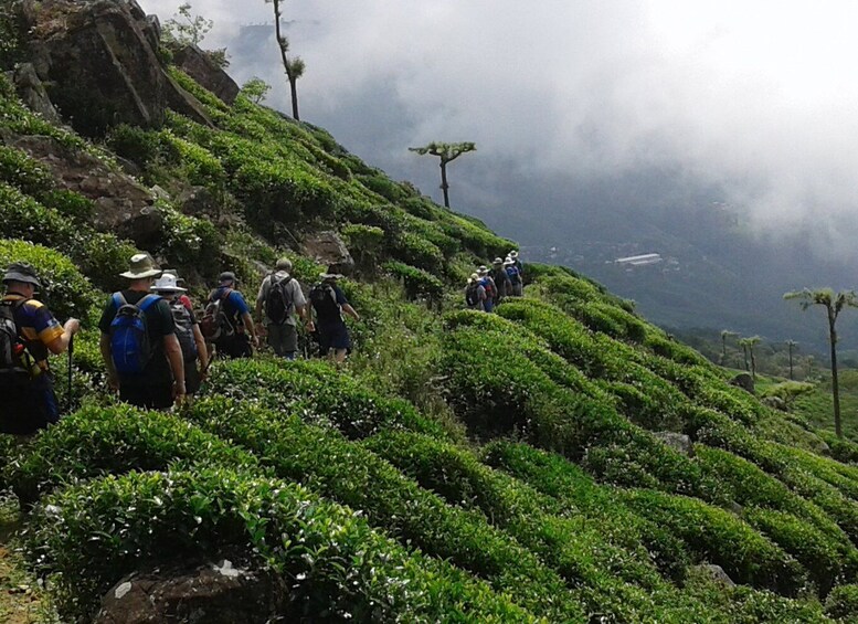 Ella: Trekking Through Sri Lankan Tea Plantation & Picnic