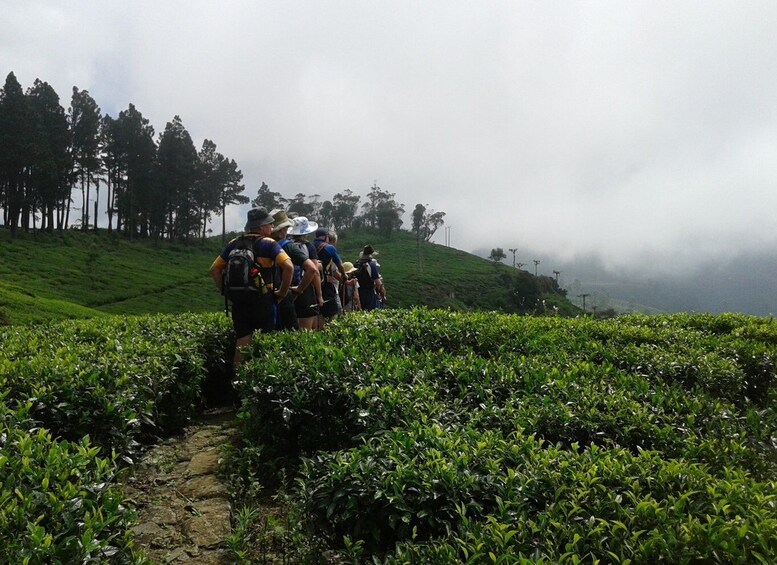 Picture 7 for Activity Ella: Trekking Through Sri Lankan Tea Plantation & Picnic