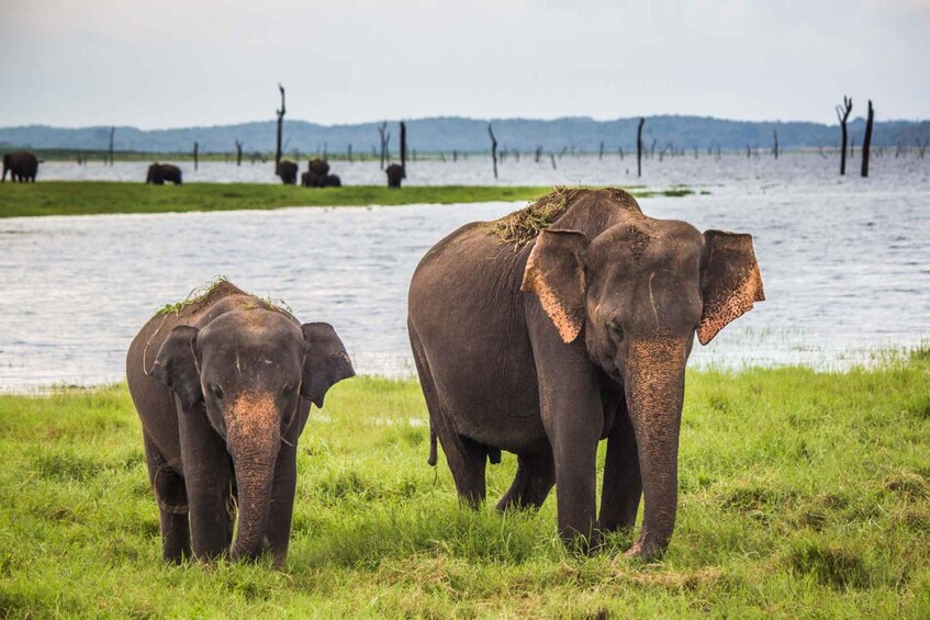 Picture 9 for Activity From Hikkaduwa: Udawalawe National Park Safari Tour