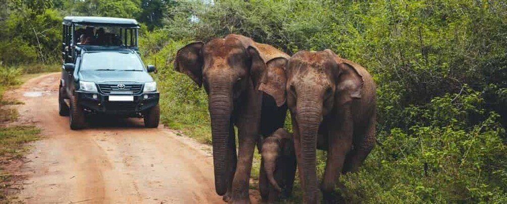 Picture 13 for Activity From Hikkaduwa: Udawalawe National Park Safari Tour