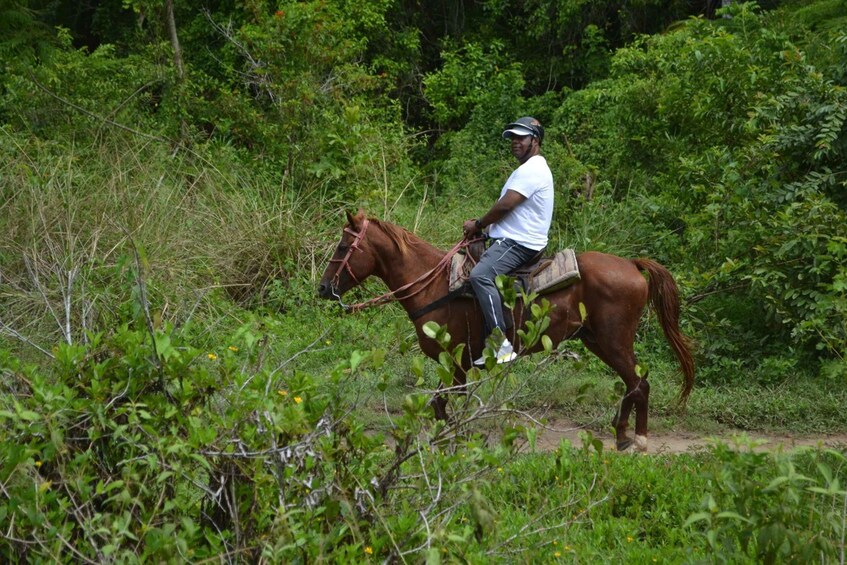 Picture 3 for Activity Puerto Plata: Mountain Horse Ride Tour with Drinks