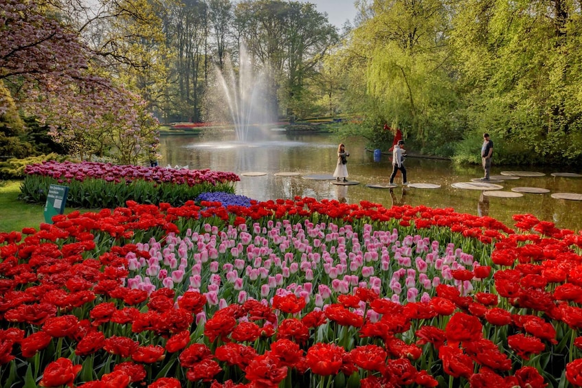 Picture 12 for Activity Amsterdam: Keukenhof, Tulip Farm Full-Day Tour with Cruise