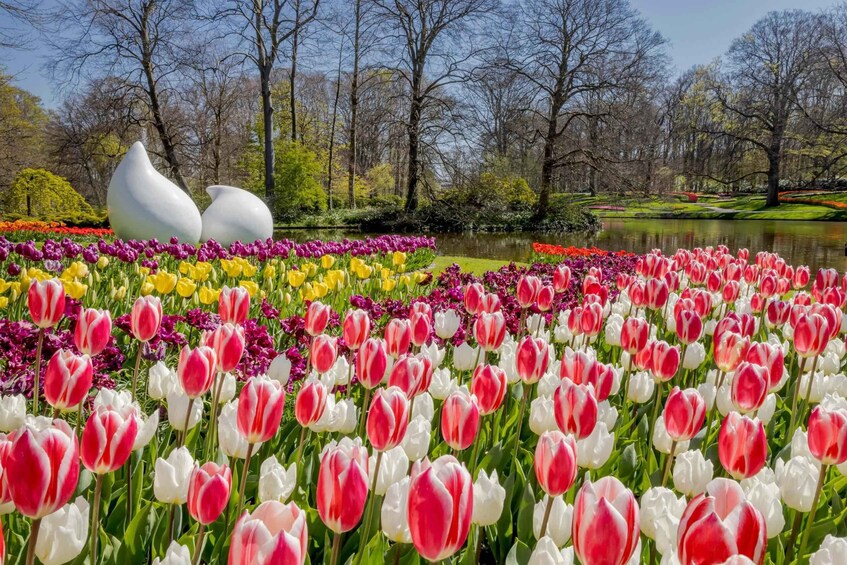 Picture 6 for Activity Amsterdam: Keukenhof, Tulip Farm Full-Day Tour with Cruise