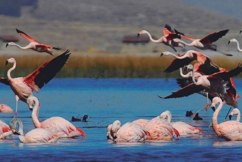 Picture 7 for Activity From Arequipa: Salinas Lagoon Full-Day Trip with Hot Springs