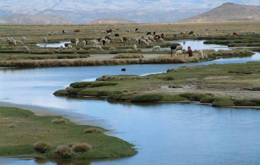 Picture 8 for Activity From Arequipa: Salinas Lagoon Full-Day Trip with Hot Springs