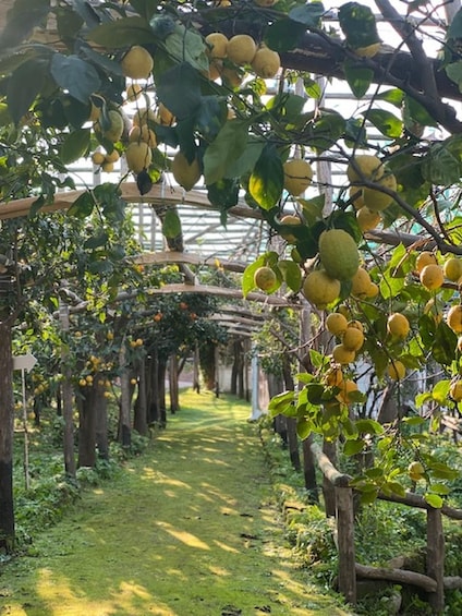 Picture 2 for Activity Sorrento: Lemon Garden Tour with Marmalade Tasting