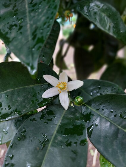 Picture 4 for Activity Sorrento: Lemon Garden Tour with Marmalade Tasting