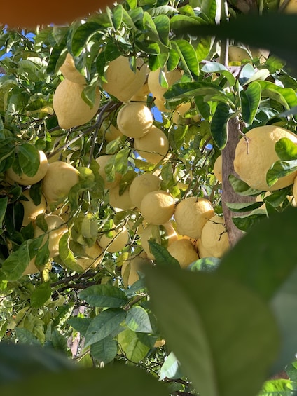 Picture 7 for Activity Sorrento: Lemon Garden Tour with Marmalade Tasting