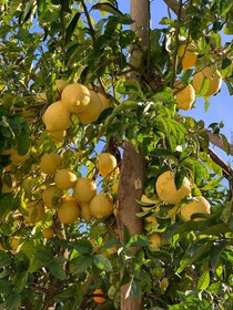 Sorrente : Visite de la citronneraie avec dégustation de marmelade