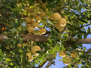 Sorrente : Visite de la citronneraie avec dégustation de marmelade