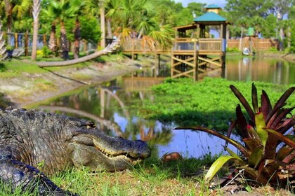 Orlando: Wild Florida Airboats & Gator Park Experience