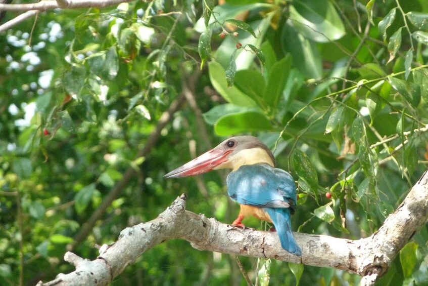 Picture 19 for Activity Bentota beach, River Mangroves lagoon, Wildlife Tour