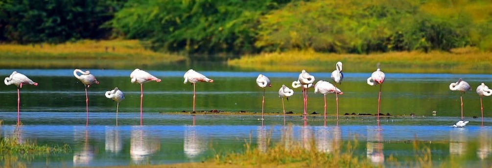 Picture 18 for Activity Bentota beach, River Mangroves lagoon, Wildlife Tour