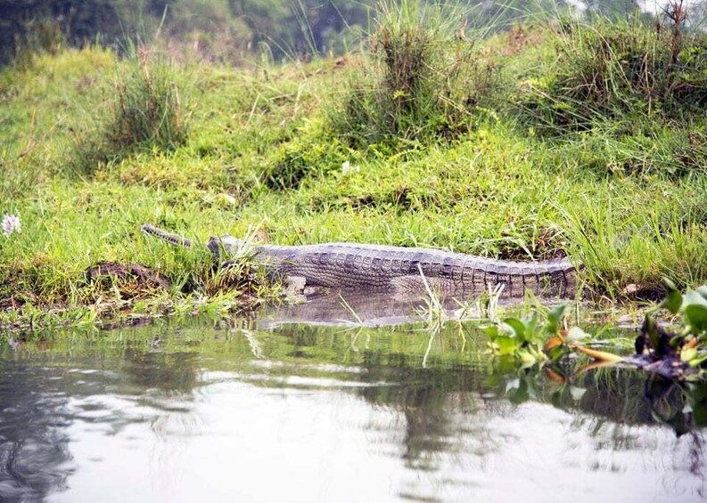 Picture 2 for Activity Bentota beach, River Mangroves lagoon, Wildlife Tour