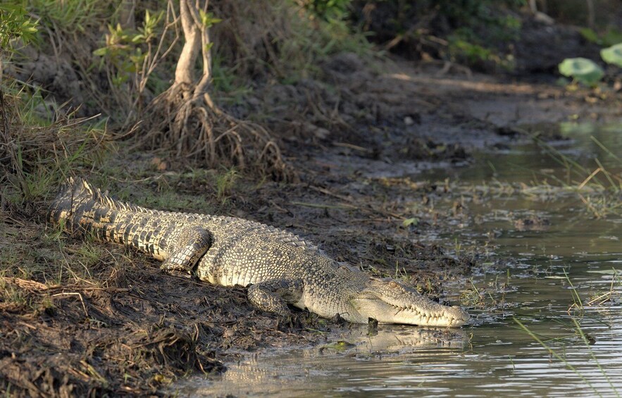 Picture 11 for Activity Bentota beach, River Mangroves lagoon, Wildlife Tour