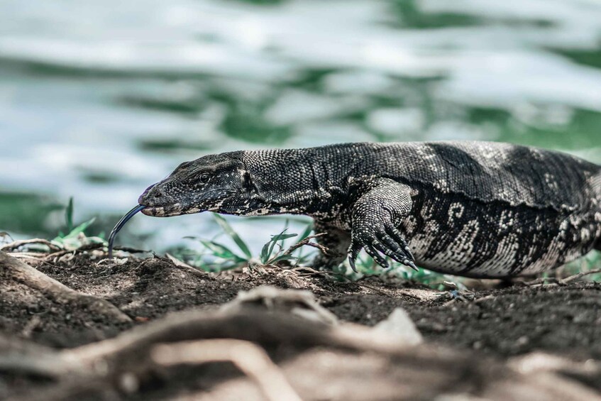 Picture 5 for Activity Bentota beach, River Mangroves lagoon, Wildlife Tour