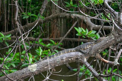 Bentota Strand, Fluss Mangroven Lagune, Wildlife Tour