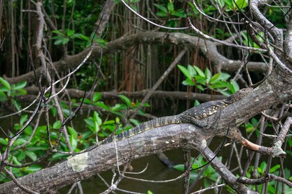 Bentota beach, River Mangroves lagoon, Wildlife Tour