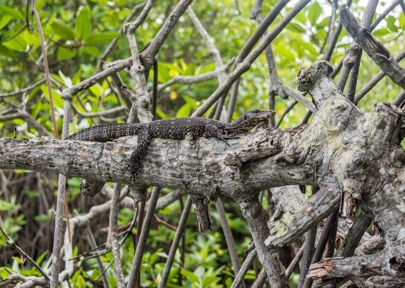 Picture 30 for Activity Bentota beach, River Mangroves lagoon, Wildlife Tour