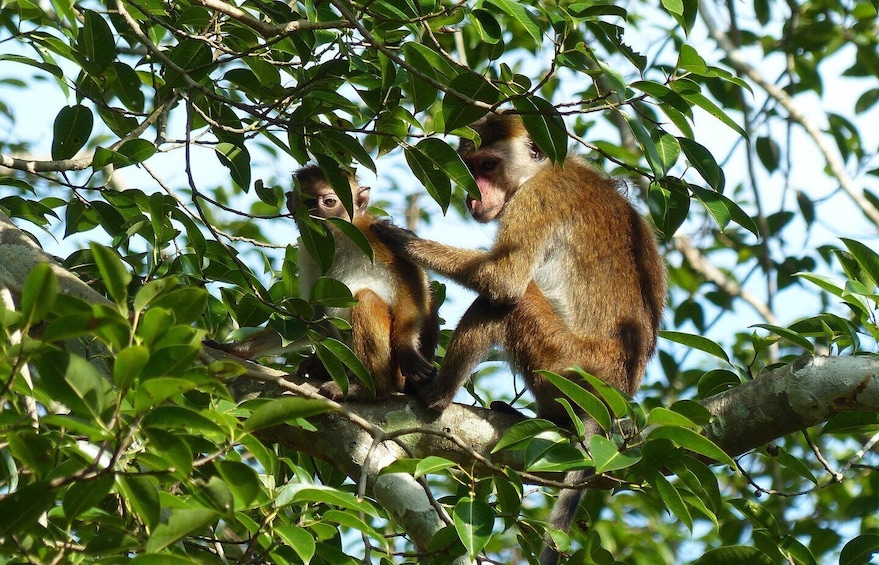 Picture 21 for Activity Bentota beach, River Mangroves lagoon, Wildlife Tour