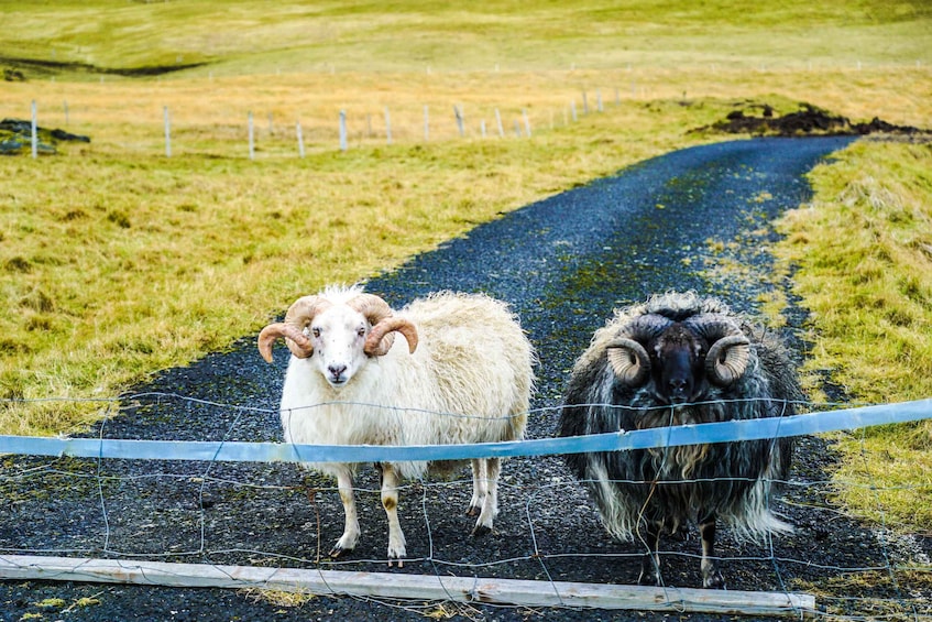 Picture 5 for Activity From Reykjavik: Vestmannaeyjar Private Tour