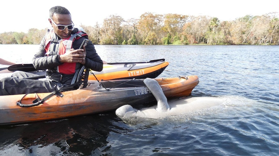 Orlando: Small Group Manatee Discovery Kayak Tour