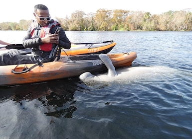 Orlando : Kayak de découverte des lamantins en petit groupe excursion