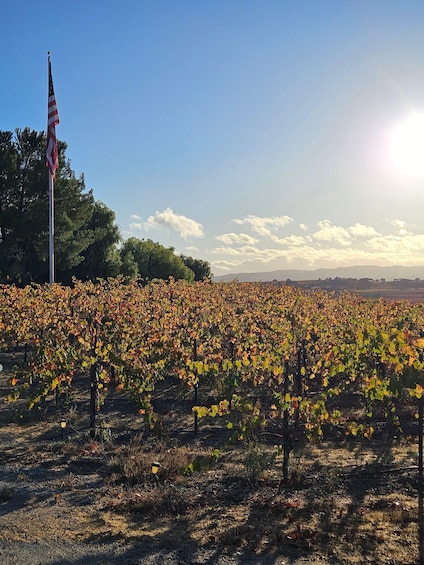 Paso Robles Full-Day Winery Tour with Picnic