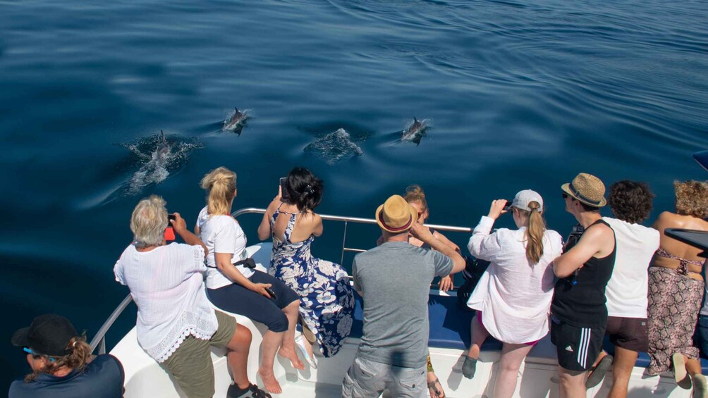 Picture 2 for Activity Lagos: Dolphin Watching Half-Day Cruise & Water Activities