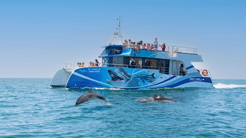 Lagos: Dolphin Watching Half-Day Cruise & Water Activities