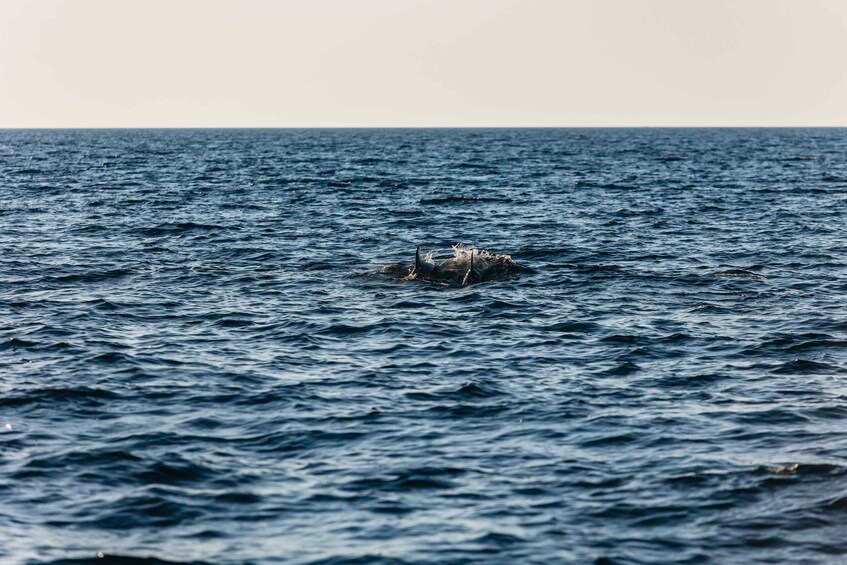 Picture 11 for Activity Kamenjak/Medulin: Sunset Dolphin Boat Tour with Dinner